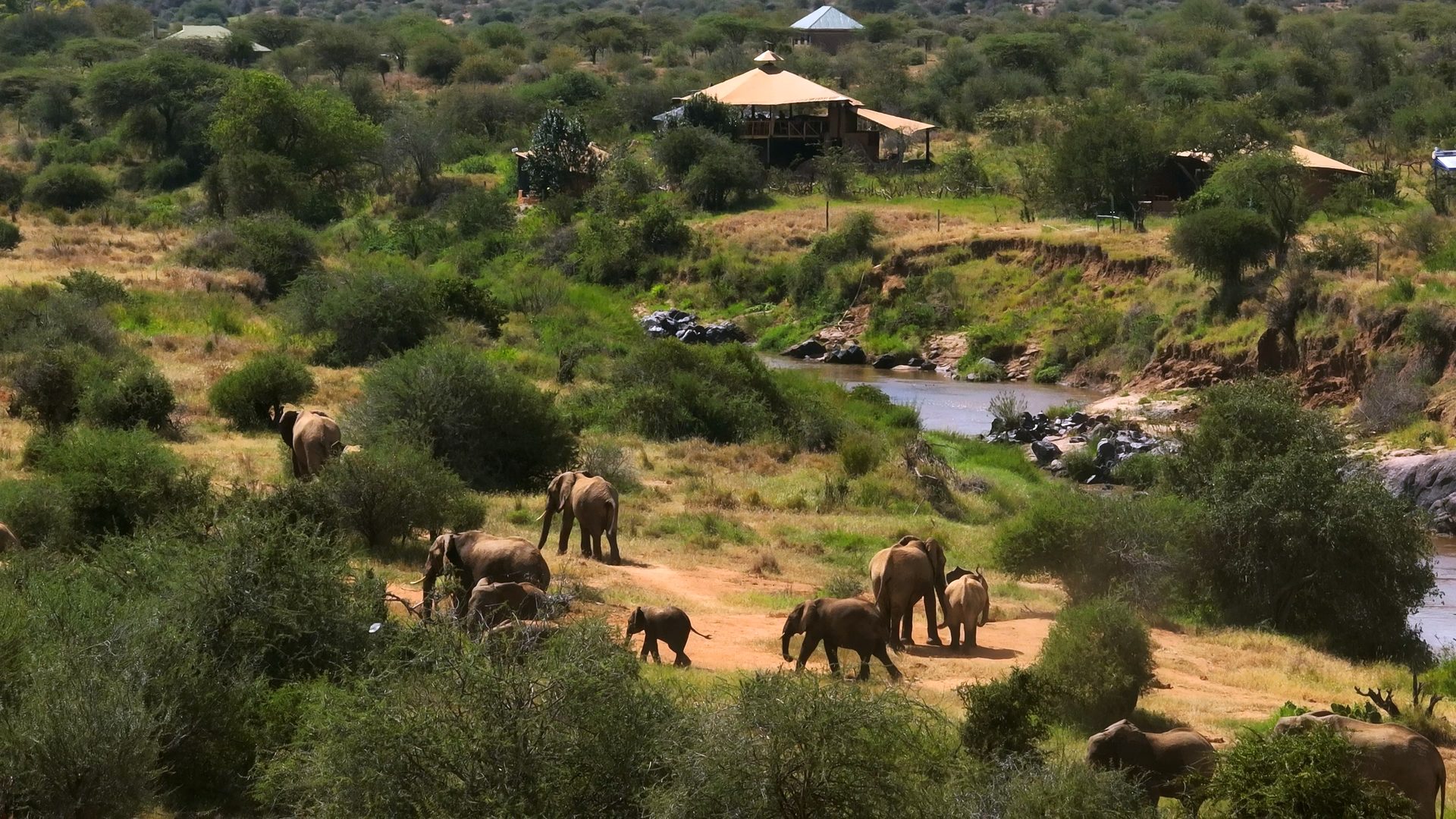 Elephant herd at the Ewaso crossing