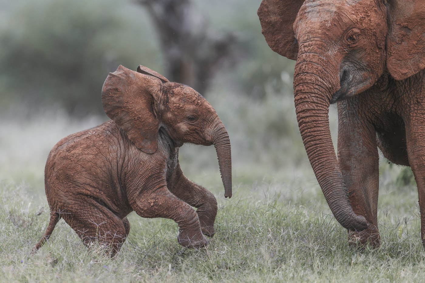Elephant calf stumbling and playing beside its mother in green grassland — Ewaso Enclave, 2026.