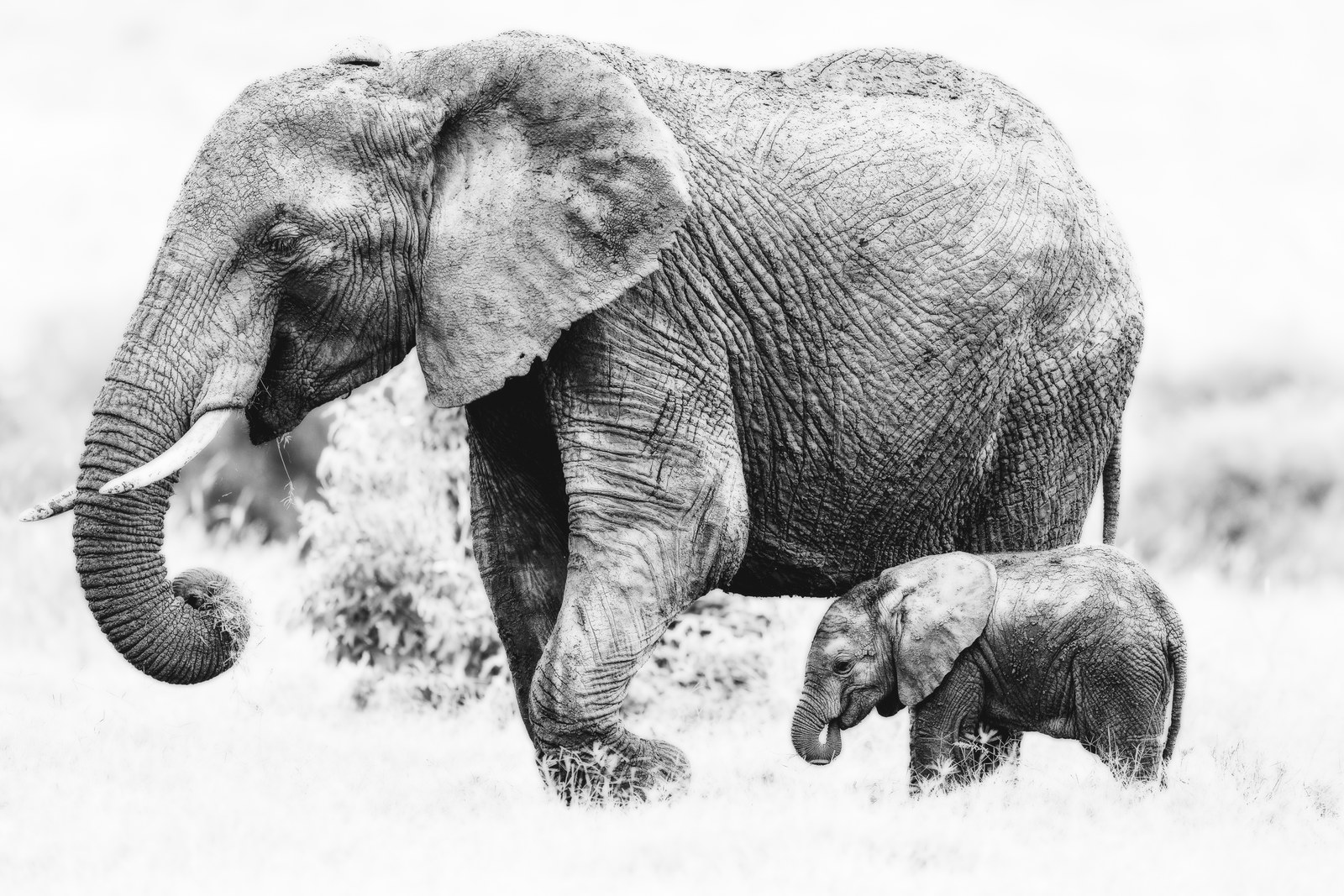 Mother and calf — Ewaso Enclave, 2026. Photo: Ernesto.