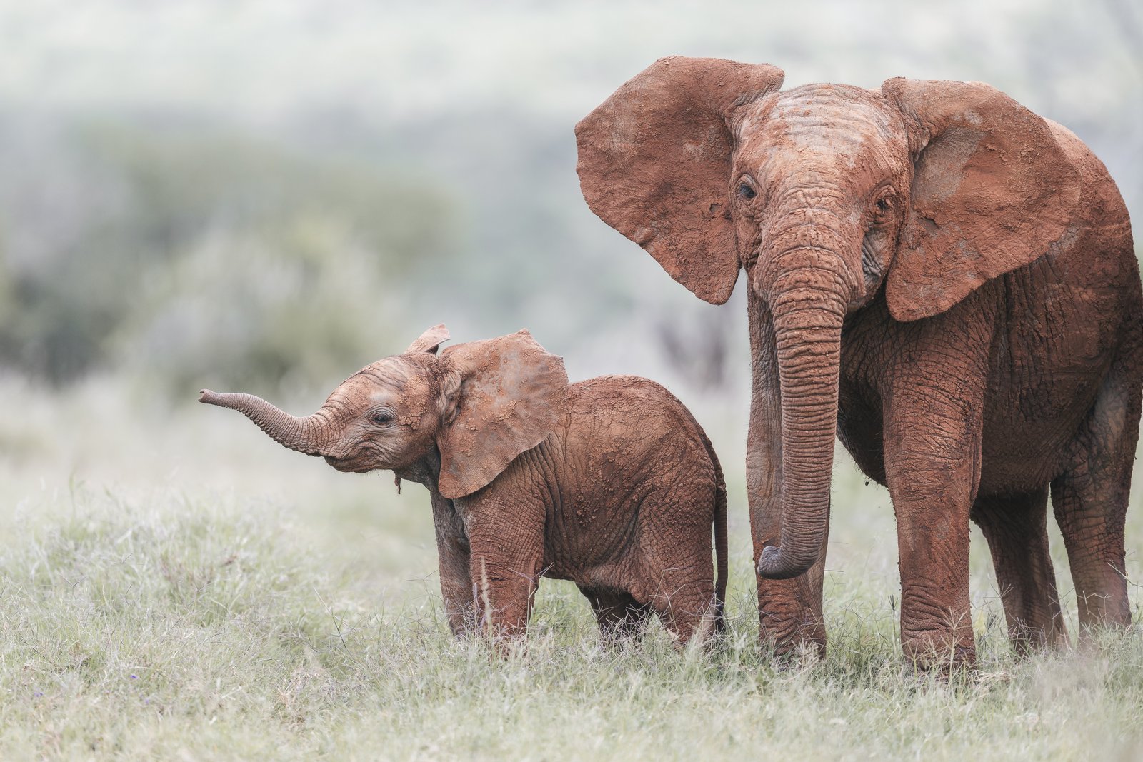 Two young elephant calves together in open grassland, one with trunk raised — Ewaso Enclave, 2026.