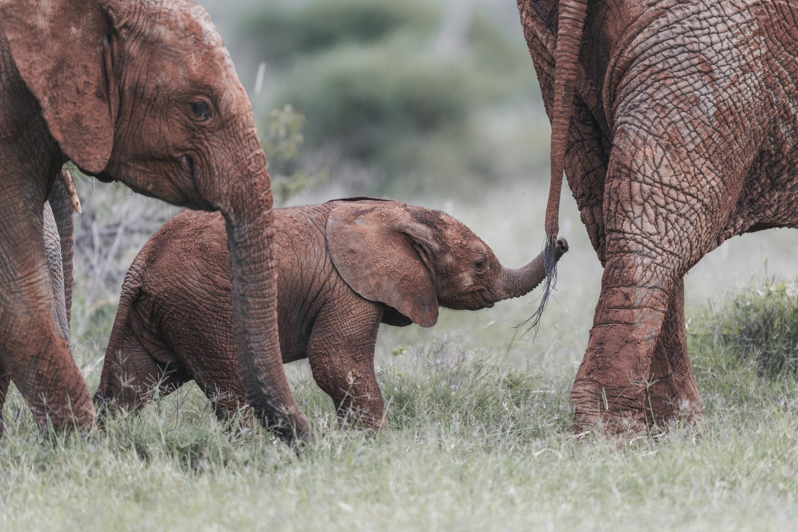 Baby elephant holding an adult's tail — Ewaso Enclave, 2026. Photo: Ernesto.