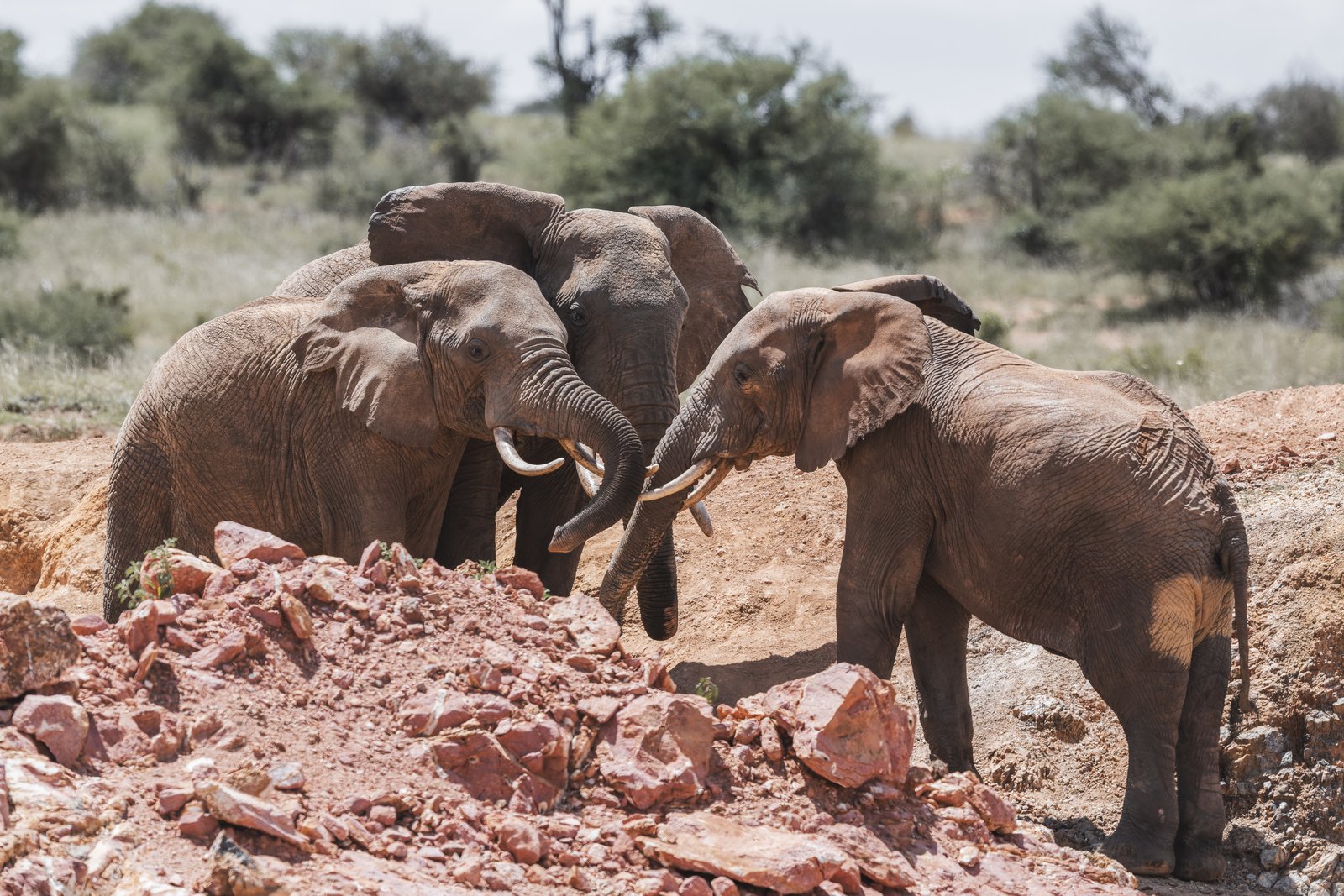 Elephant herd at a rocky waterpoint — game drive encounter, Laikipia