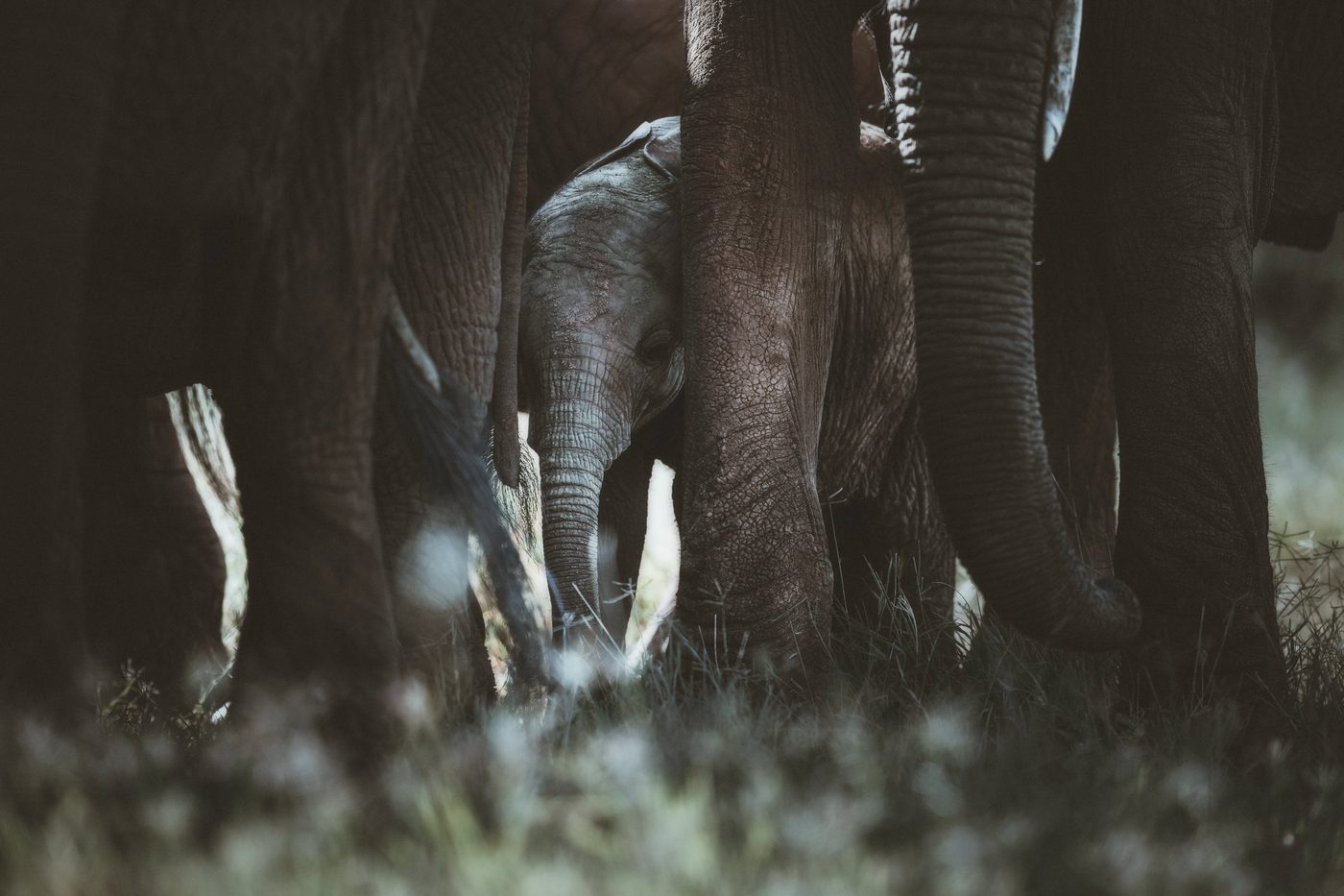 Baby elephant peering through adult legs — Ewaso Enclave, 2026. Photo: Ernesto.