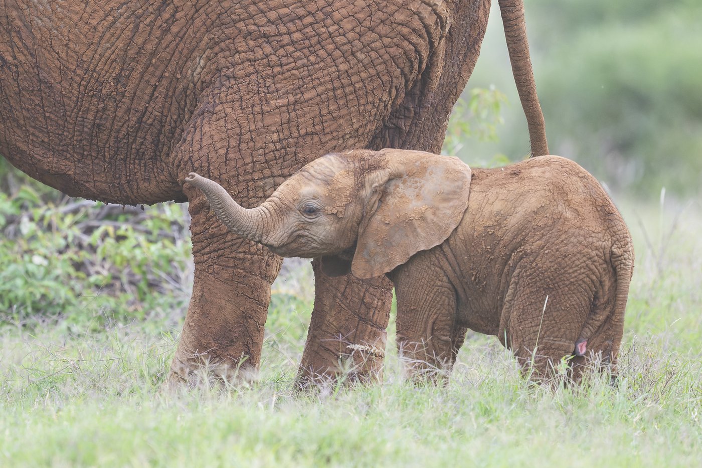 Baby elephant sheltering beneath its mother's belly in warm golden light — Ewaso Enclave, 2026.