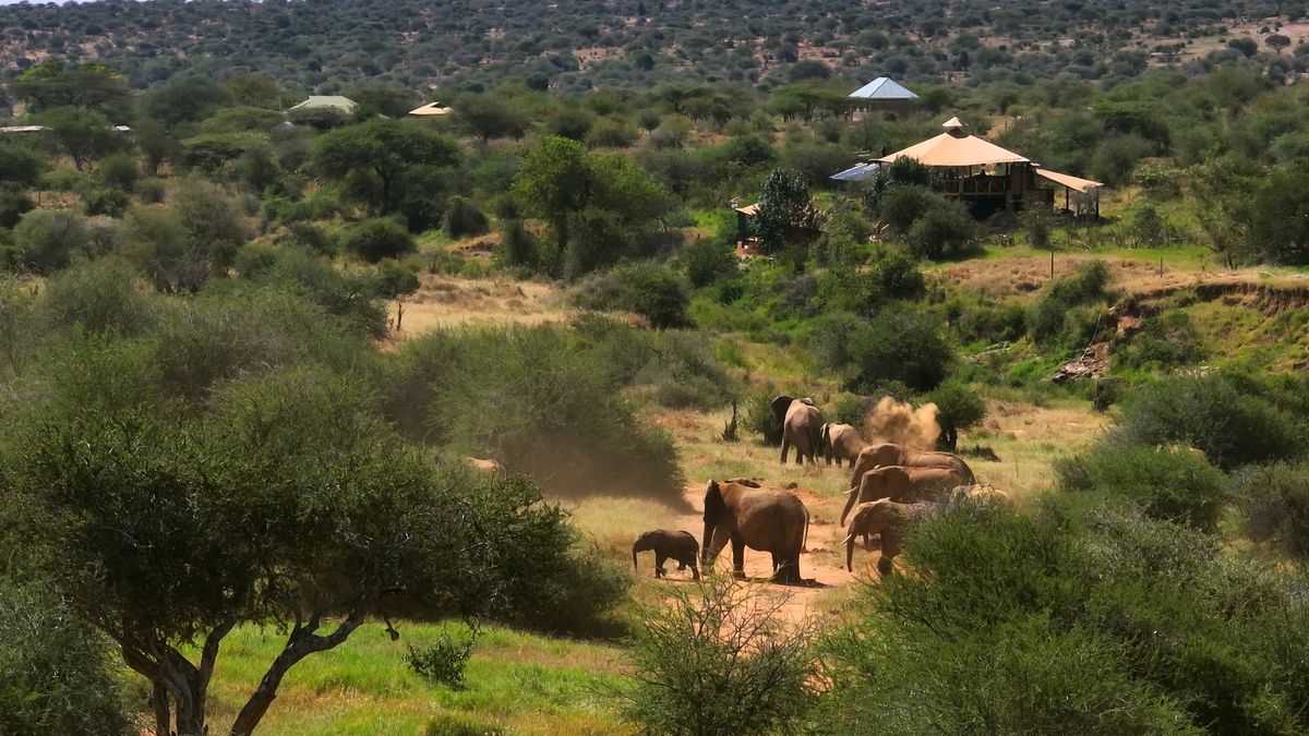 Elephant herd raising red dust near camp with safari tents visible in background — Ewaso Enclave.