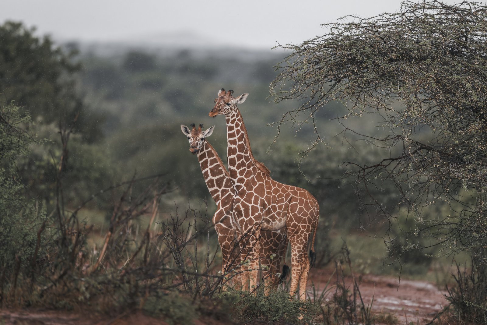 Two reticulated giraffes standing in thick bush with misty hills behind — Laikipia, 2026.