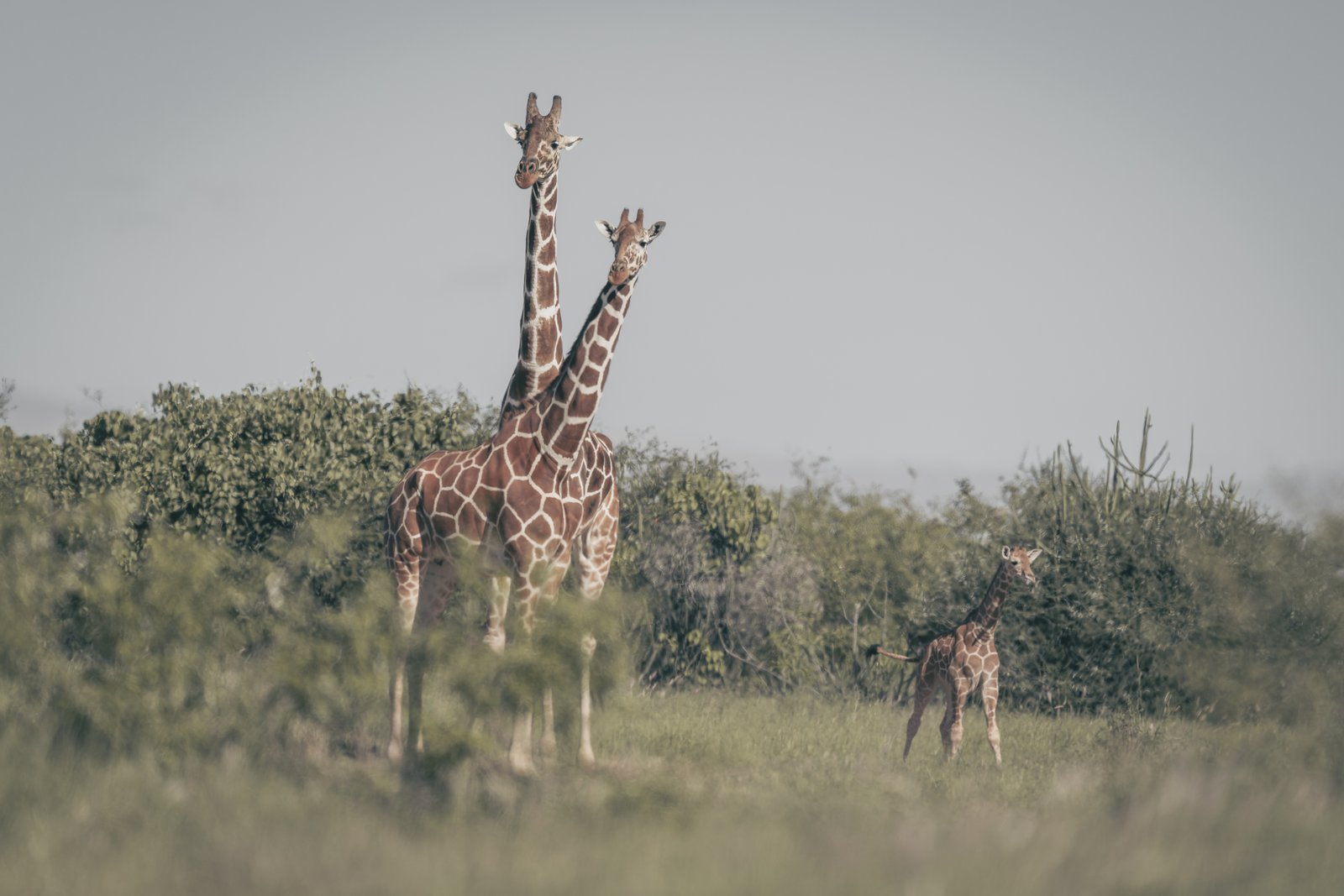 Two adult giraffes with a young calf in open Laikipia landscape, 2026.
