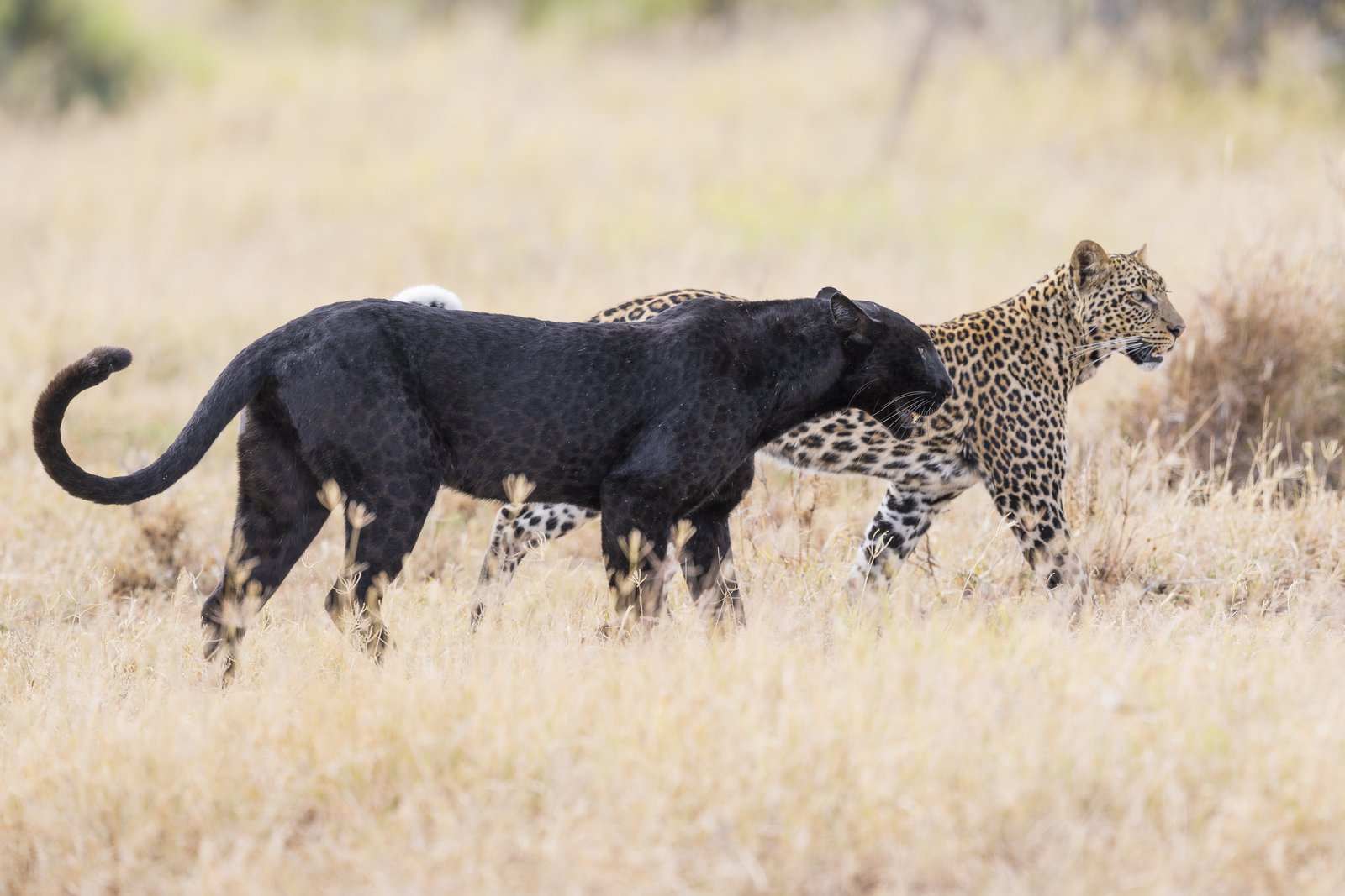 Giza the black leopard walking alongside a spotted leopard. Laikipia, 2026. Photo: Ernesto.