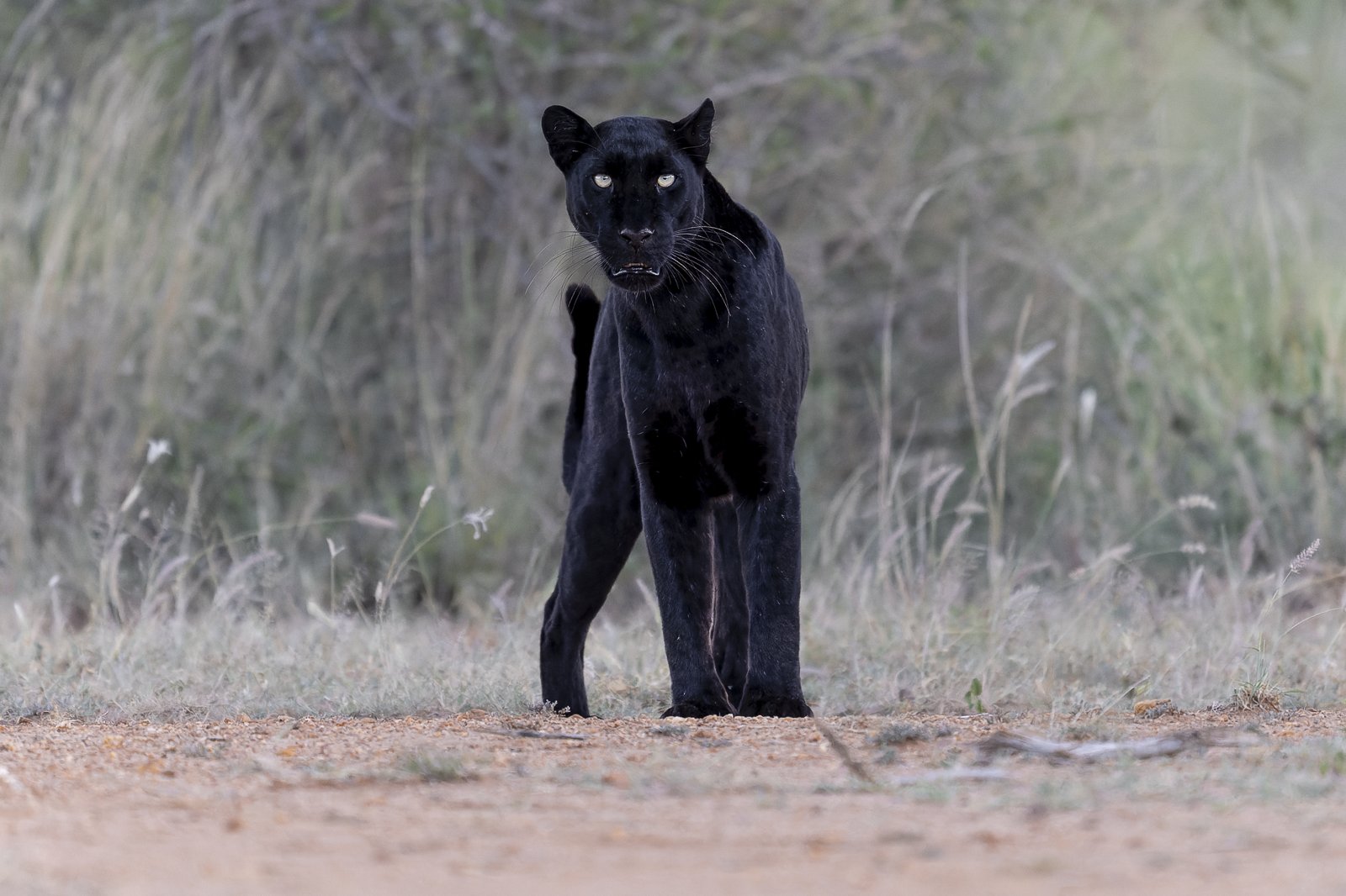 Giza the black leopard standing on a track in Laikipia. Photo: Ernesto, 2026.