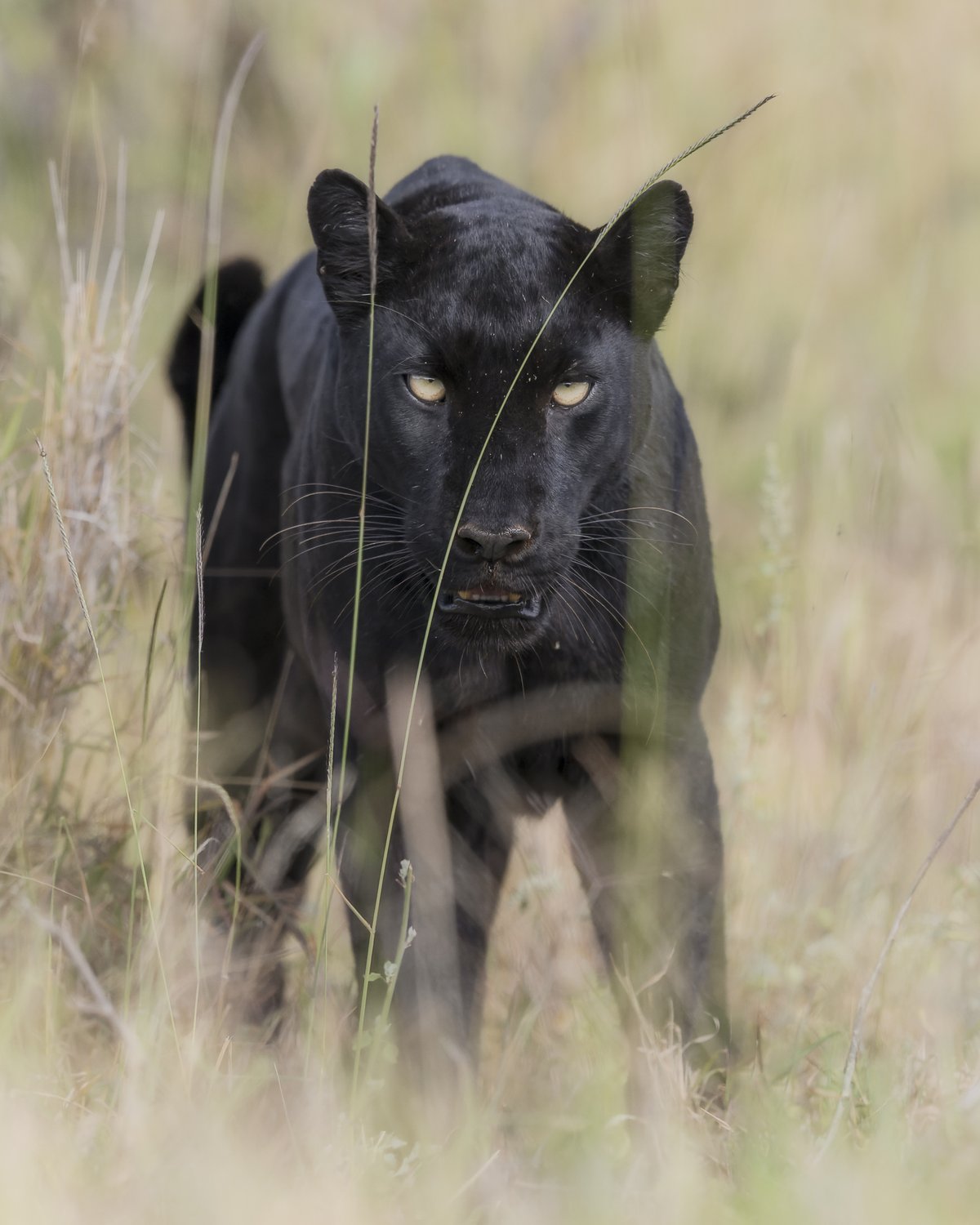 Giza the black leopard stalking through long grass — Ewaso Enclave, 2026.