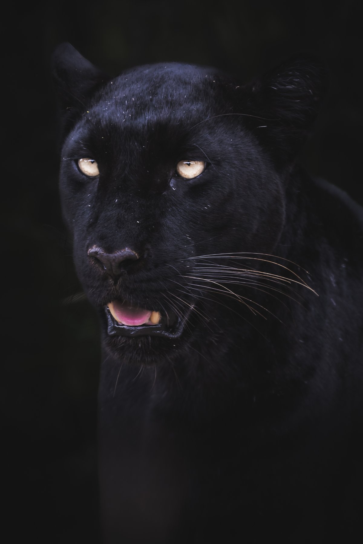 Giza the black leopard