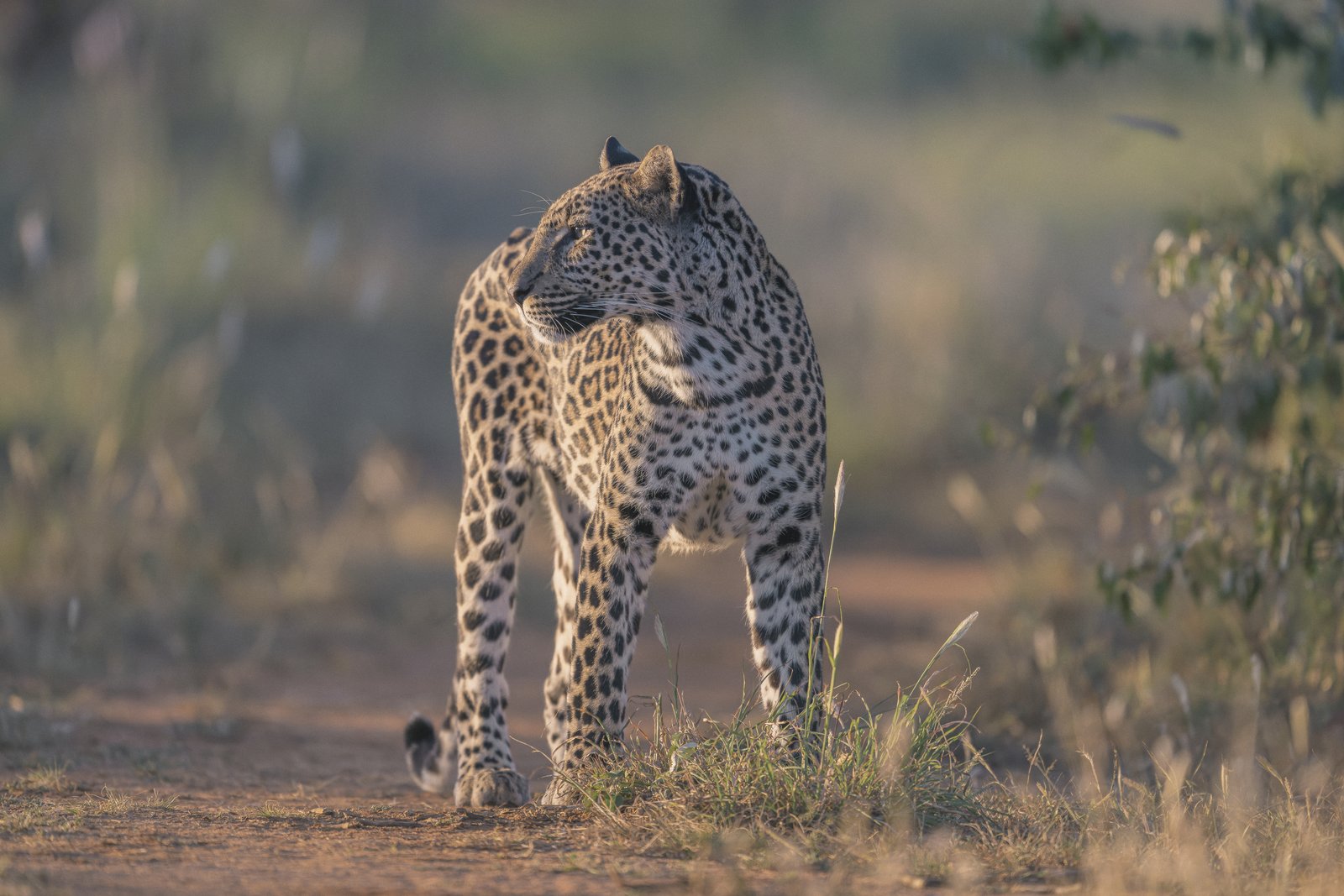 Spotted leopard in the Ewaso Enclave Conservancy, Laikipia, 2026.