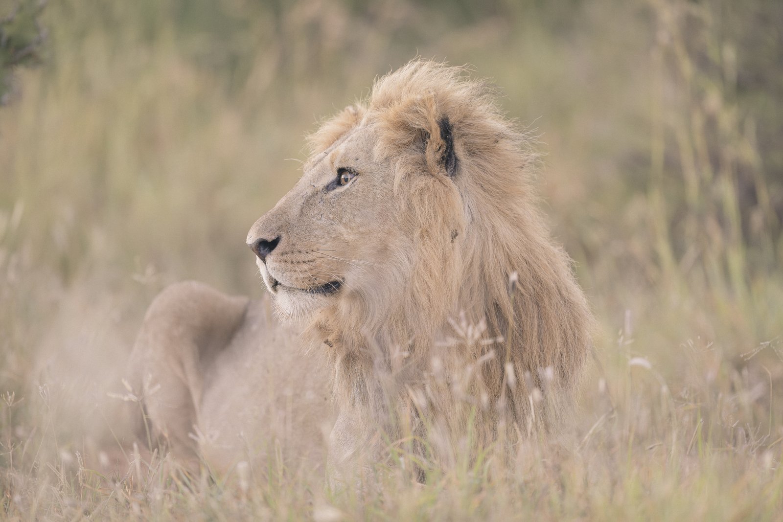 Lion in the Laikipia landscape, 2026.
