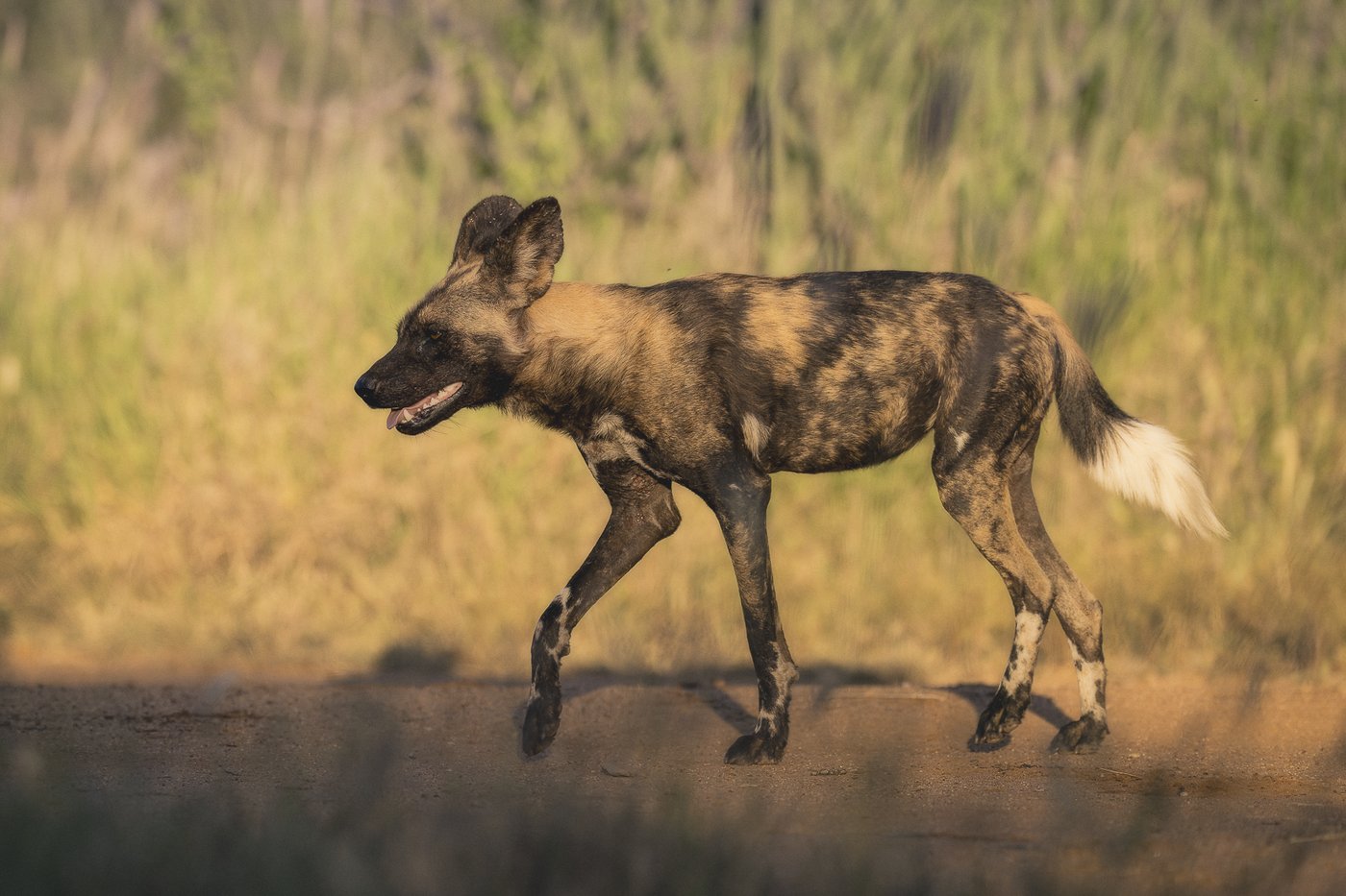 African wild dog portrait on a track at golden hour — Ewaso Enclave, 2026.
