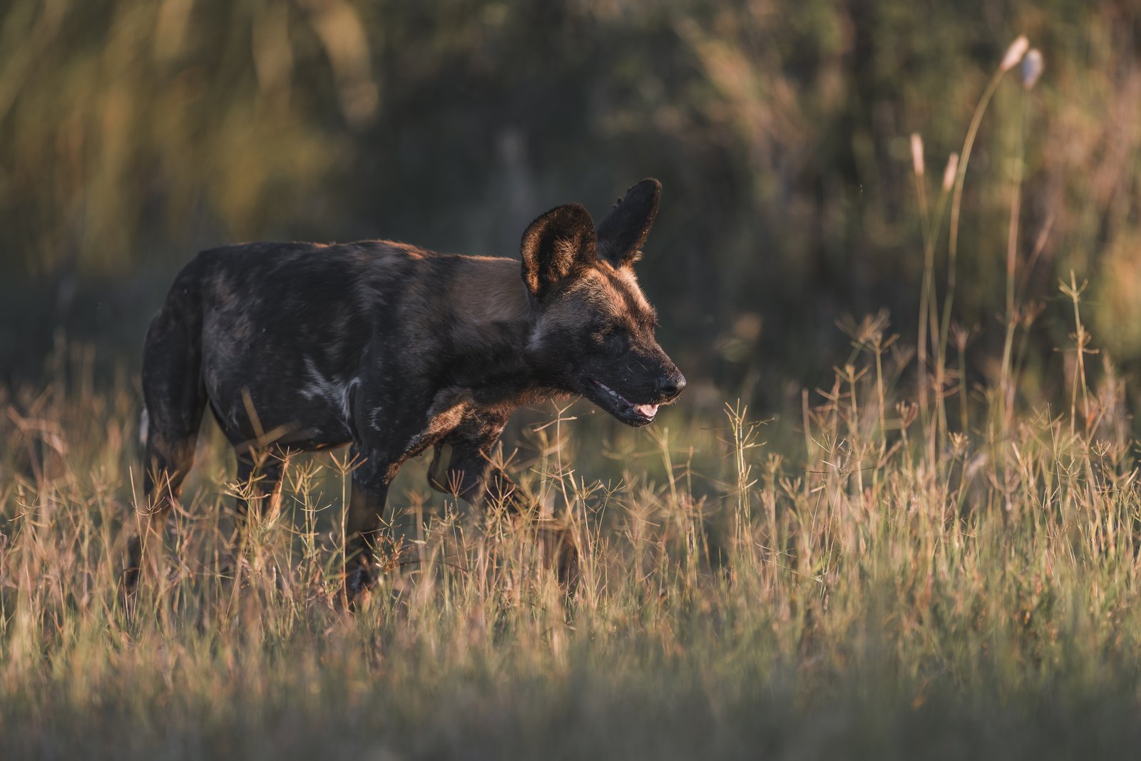 African wild dog walking through backlit golden grass — Ewaso Enclave, Laikipia, 2026.