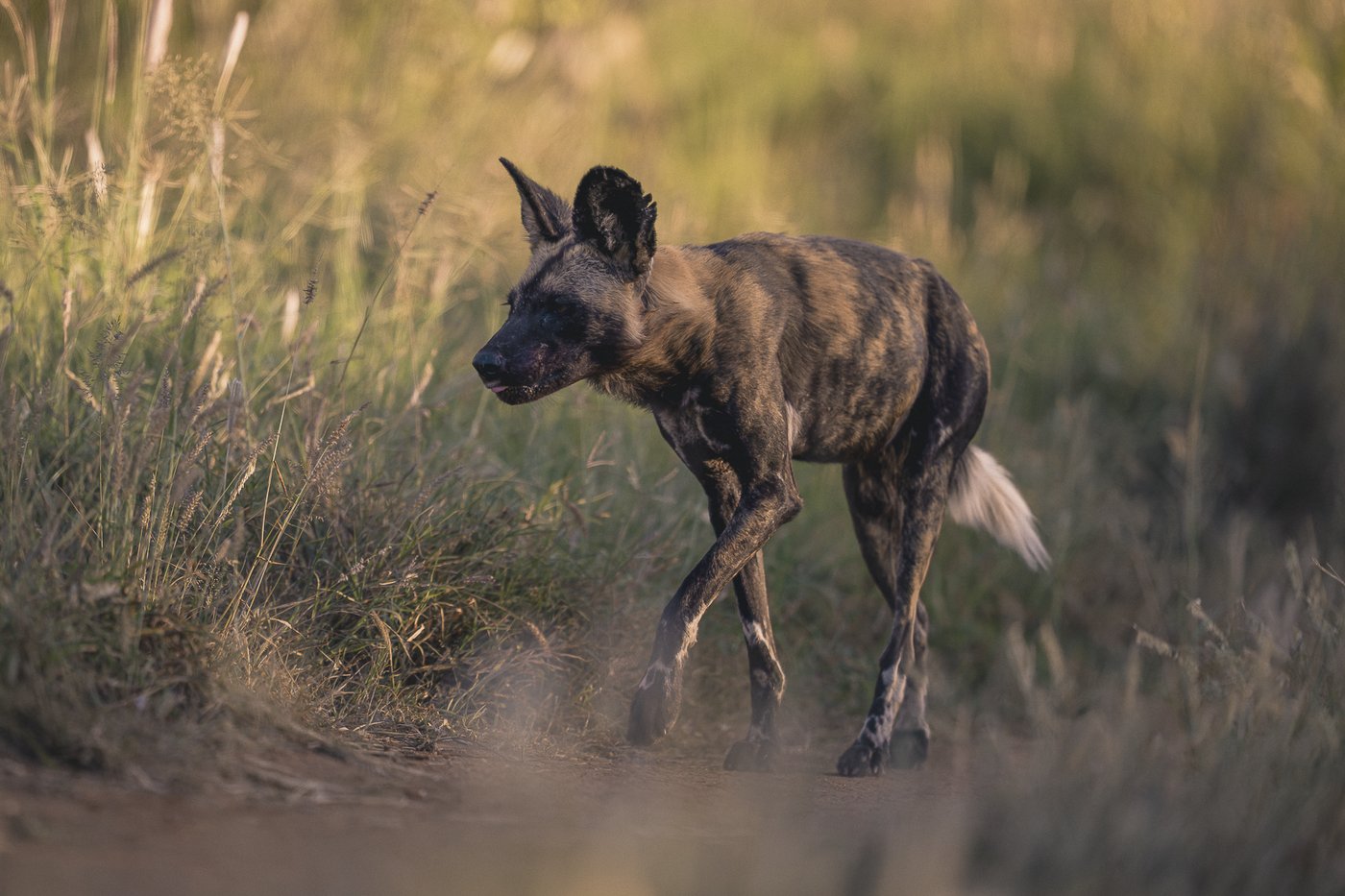 African wild dog