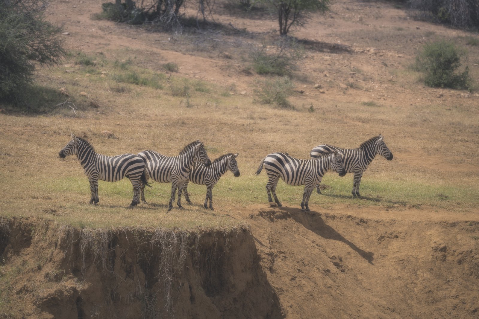 Zebras in the Laikipia landscape, 2026.